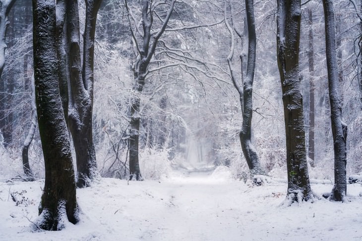 The Beauty of The Forest Through all 4 seasons