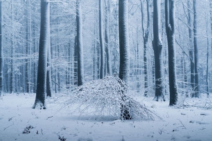 The Beauty of The Forest Through all 4 seasons