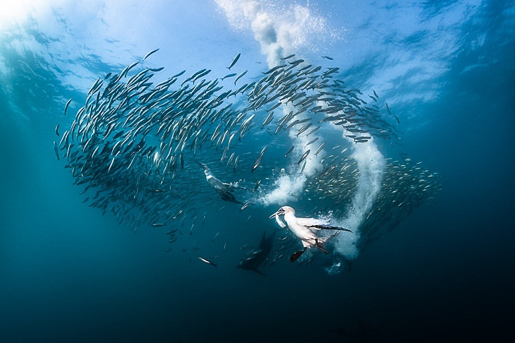 Underwater photography, bird and fish