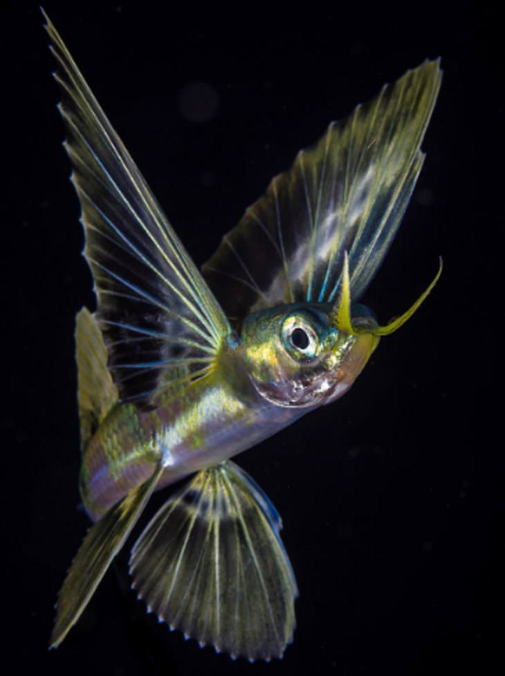 Underwater photography, flying fish