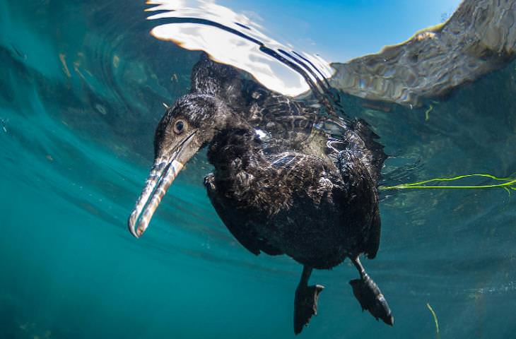 Underwater photography,Northern gannet