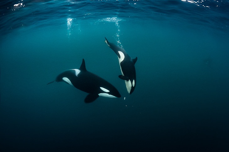 Underwater photography,Killer whale