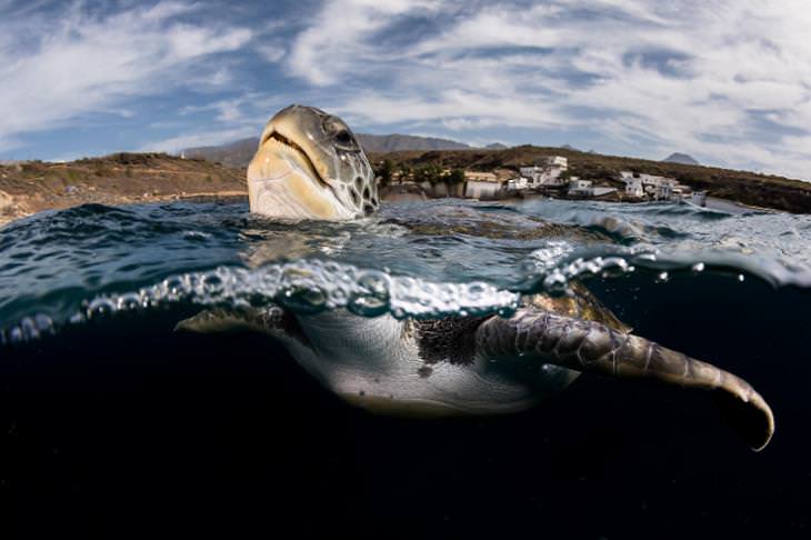 Underwater photography,turtle