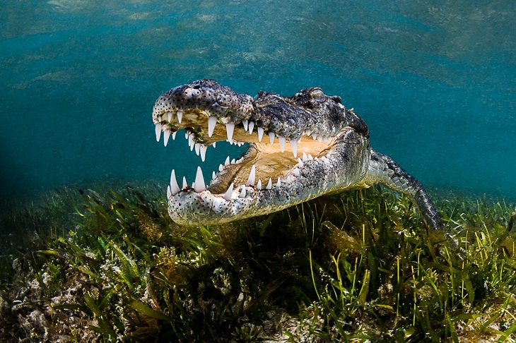 Underwater photography, Crocodile