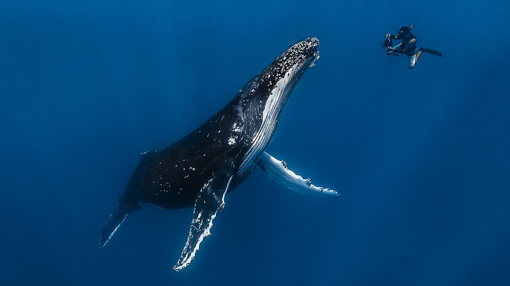 Underwater photography, The photographer and a Humpback whale