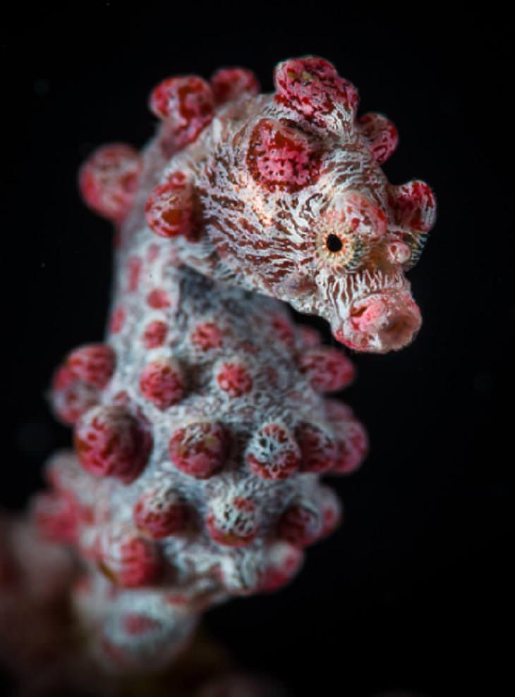 Underwater photography, seahorse