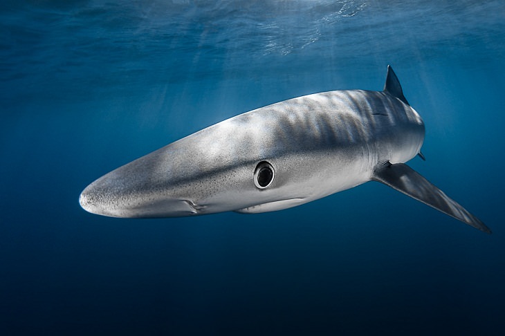 Underwater photography, Tiger shark