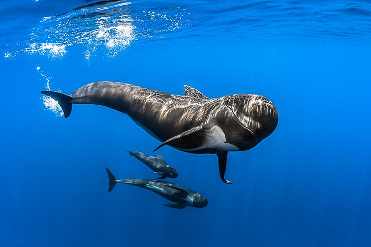Underwater photography, Pilot whales
