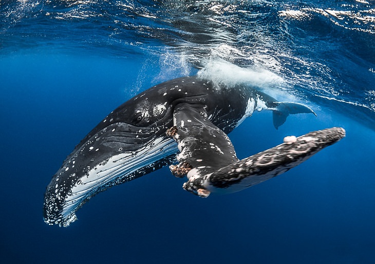 Underwater photography,Gray whale