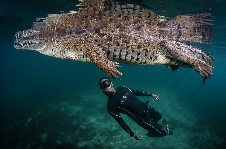 Underwater photography, croc
