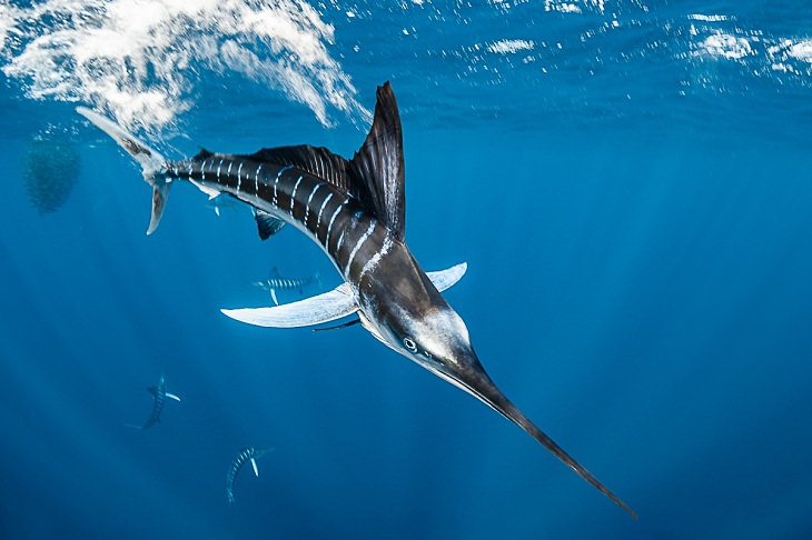 Underwater photography, Atlantic blue marlin