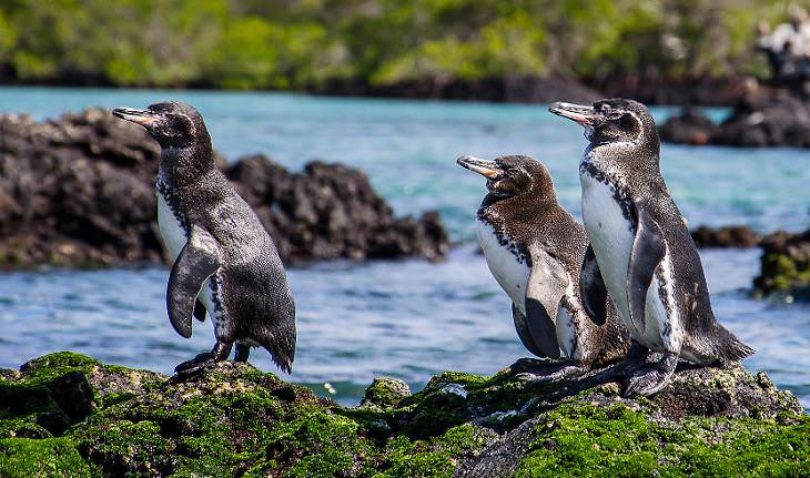 Underwater photography, Penguins