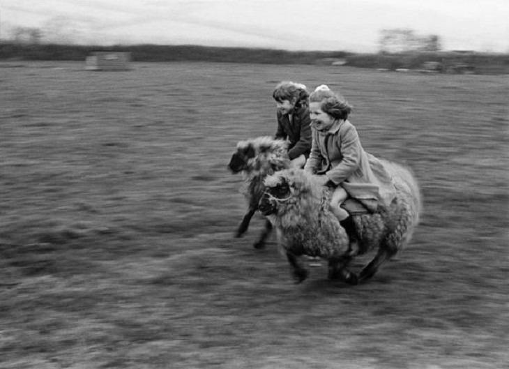 Vintage Photos, sheep racing on a farm