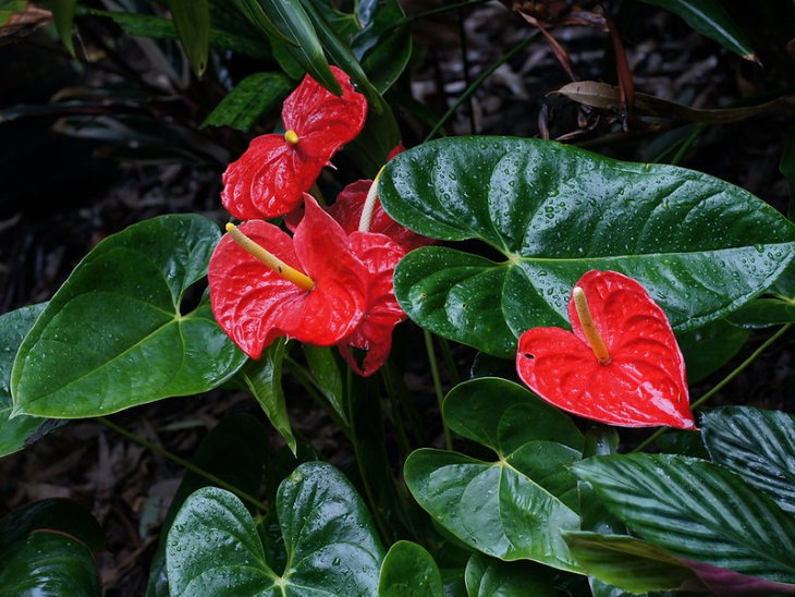 easy to grow plants Flamingo Flower (Anthurium andraeanum)