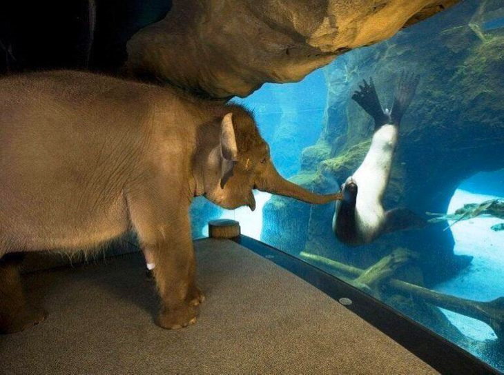 Emotional Animals elephant