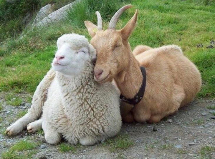 Emotional Animals goat lamb
