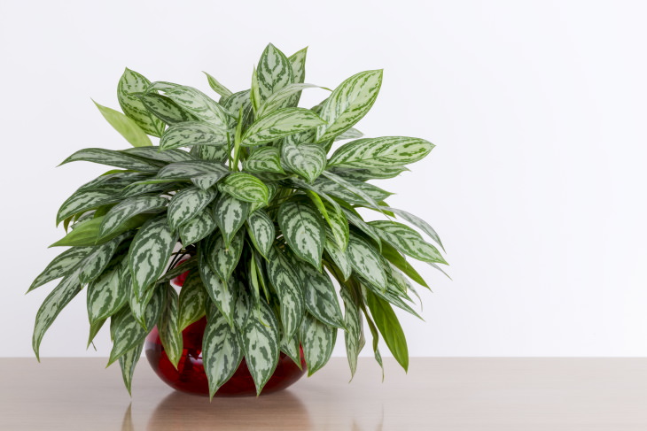 easy to grow plants Chinese evergreen (Aglaonema commutatum)