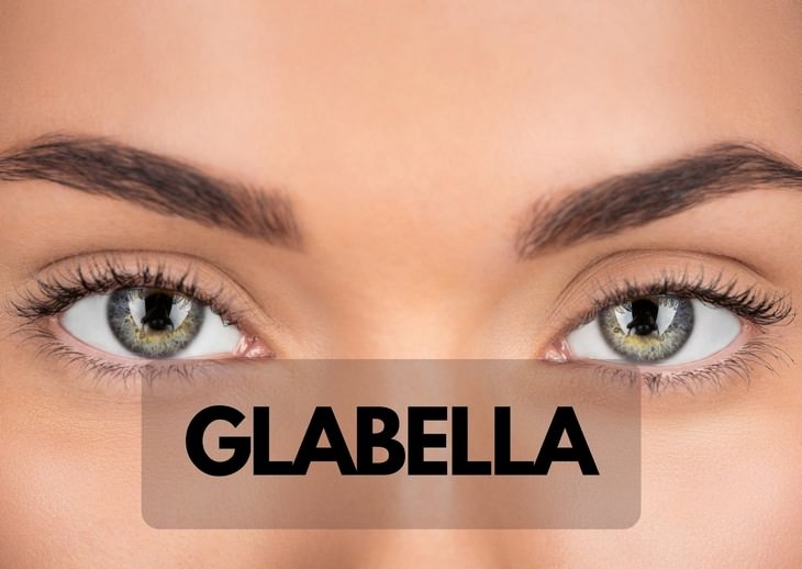 Oddly Specific & Often Funny Terms You Didn’t Know glabella