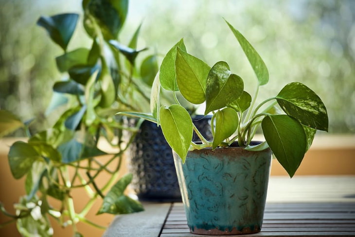 easy to grow plants Pothos (Epipremnum)