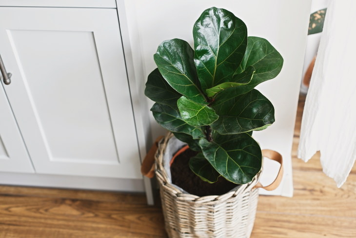 easy to grow plants Fiddle Leaf Fig (Ficus lyrata)