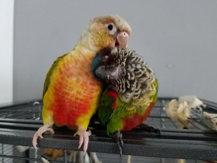Emotional Animals parrots