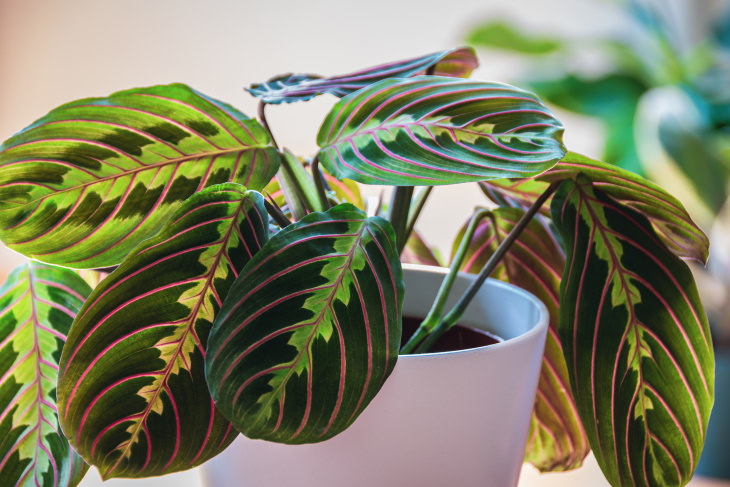 easy to grow plants Prayer plant (Maranta)