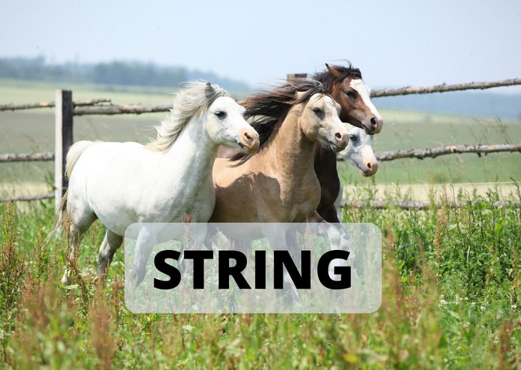 Oddly Specific & Often Funny Terms You Didn’t Know string