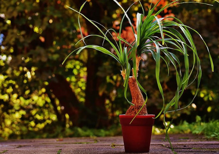 easy to grow plants Ponytail Palm (Beaucarnea recurvata)