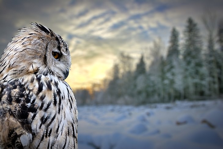 Spirit Animals, The Owl