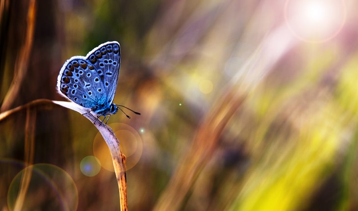 Spirit Animals, The Butterfly