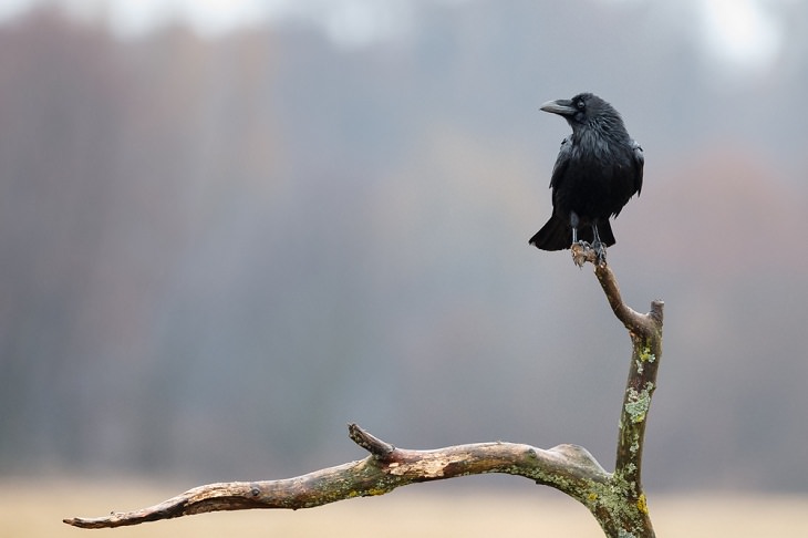 Spirit Animals, The Crow