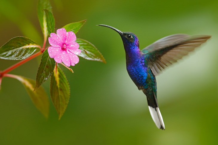 Spirit Animals, The Hummingbird