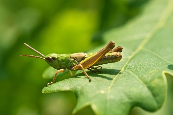 Spirit Animals, The Grasshopper 
