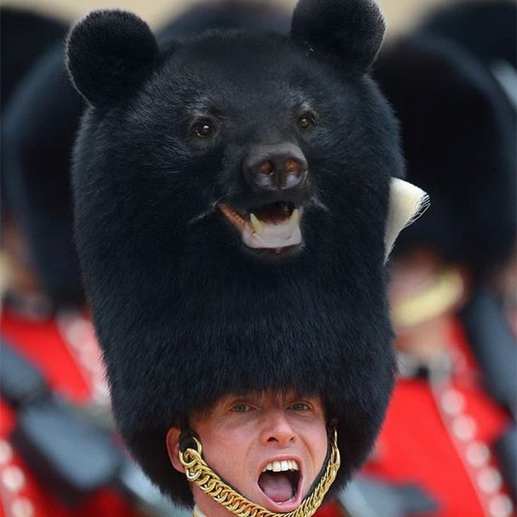 Funny Animal Photoshop  bear