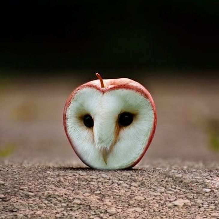 Funny Animal Photoshop  owl