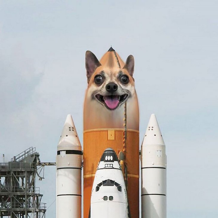 Funny Animal Photoshop dog