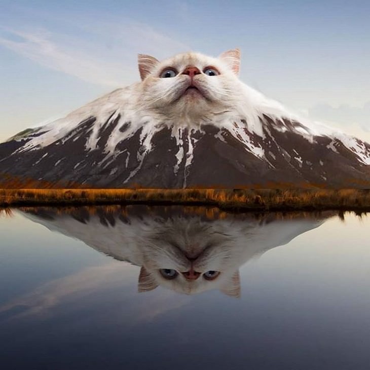 Funny Animal Photoshop cat