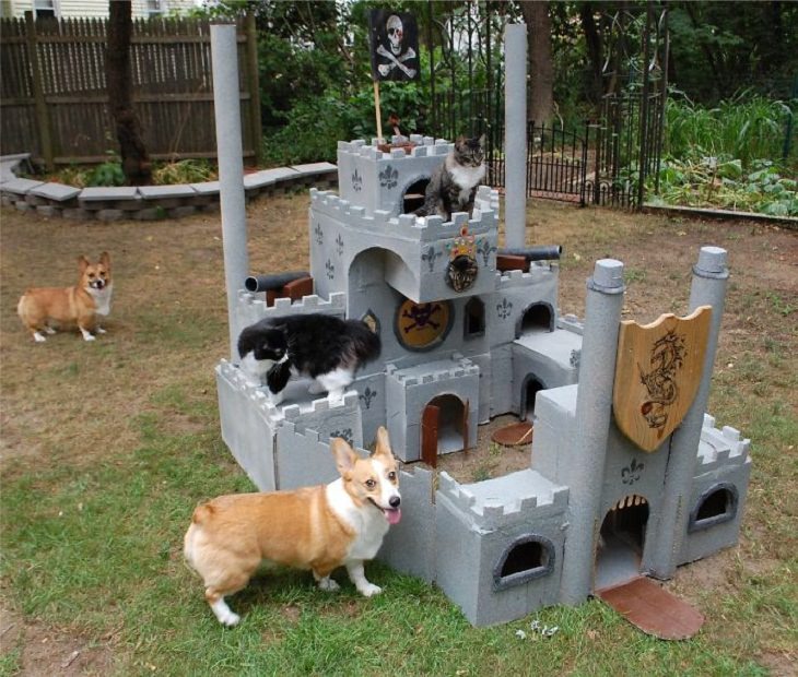 Homemade Cat Forts corgis