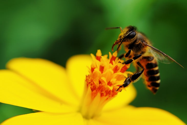 The Serious Dangers of Bee Sting Therapy bee