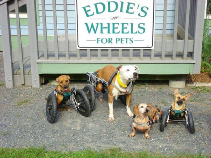  Wholesome Stories, disabled dogs