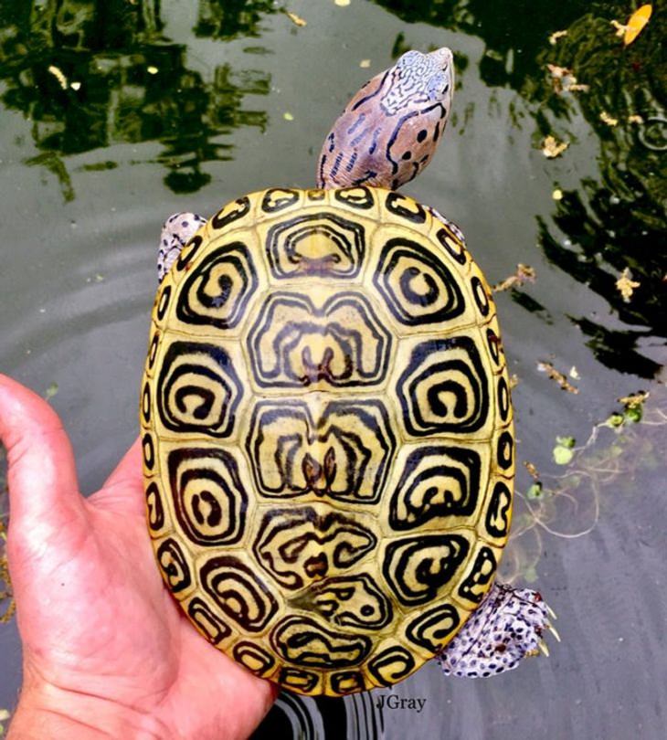 17 Rare Animals, turtle