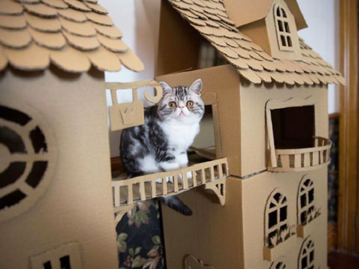 Homemade Cat Forts possessive