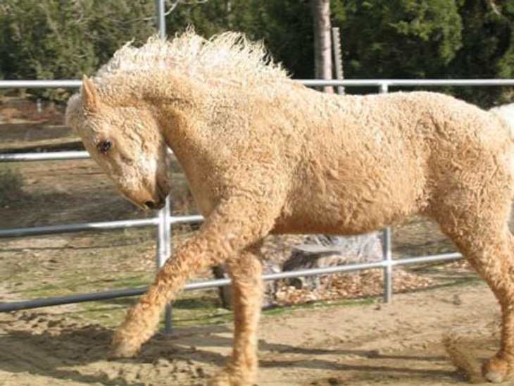 17 Rare Animals, Bashkir curly horse