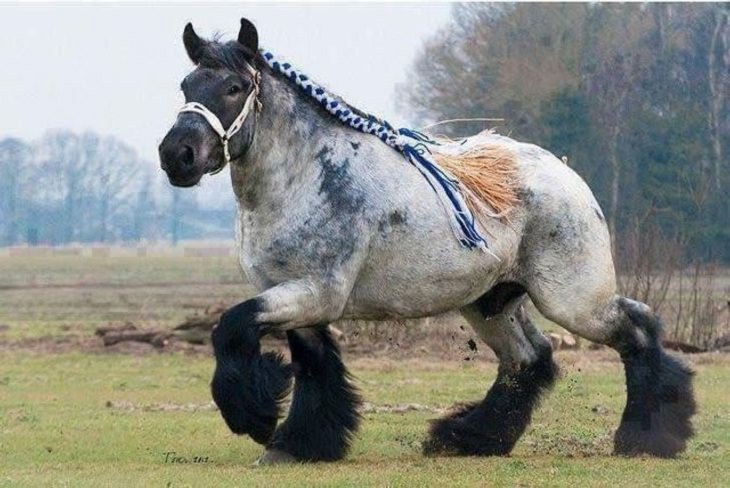 17 Rare Animals, draft horse