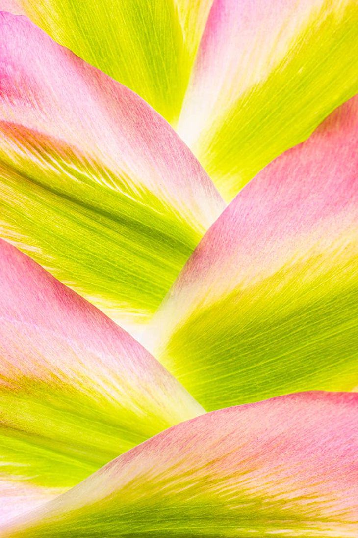 Macro Art Photography, “Mountain of Tulip Petals” by Anne MacIntyre, St. Albans, Hertfordshire, England. 2nd Place