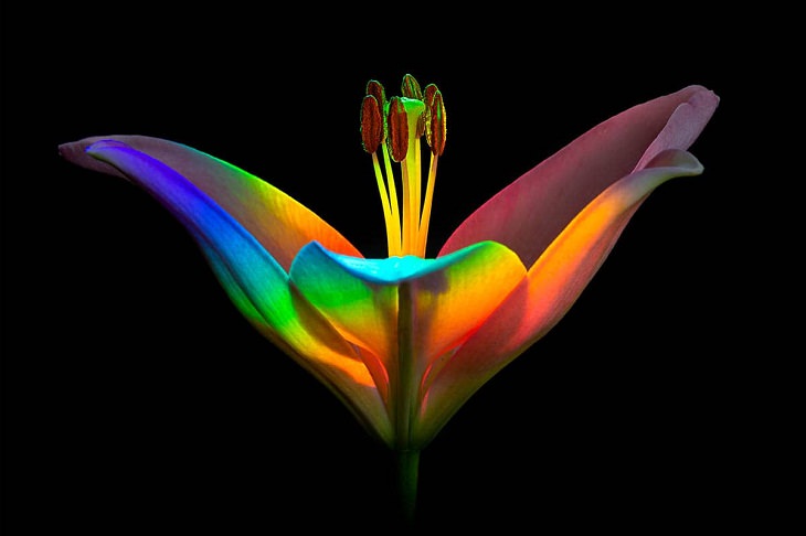 Macro Art Photography, 4. “Rainbow Lily” by Ecaterina Leonte, Salt Lake City, Utah, United States. Finalist.