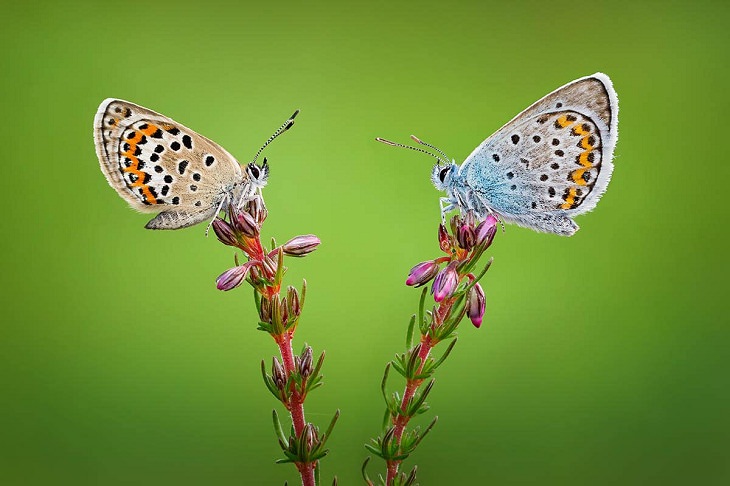 Macro Art Photography, 9. “Silver-Studded Blues on Heather” by Qasim Syed, London, England. Commended.