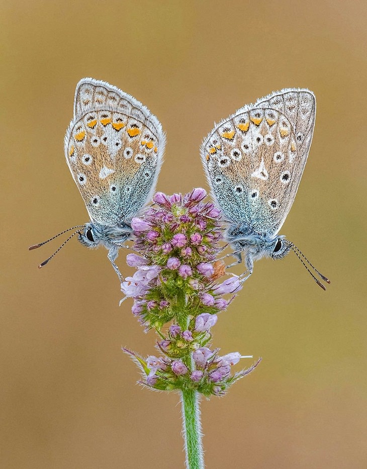 Macro Art Photography, 6. “Common Blues on Apple Mint” by Tony North, Hoe Grange Quarry Butterfly Nature Reserve, Derbyshire, England. Highly Commended.