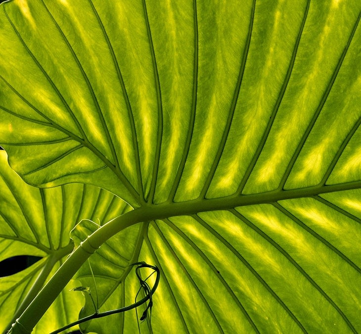 Macro Art Photography, 13. “Leaf Structure” by Dinah Jayes, RHS Hampton Court Flower Show, London, England. Commended.