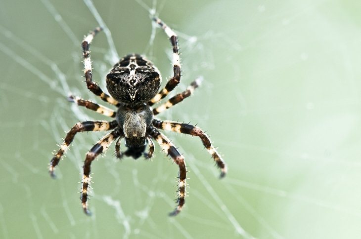 Animals That Can Regenerate, Spider 